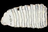 Polished Mammoth Molar Section - South Carolina #125540-2